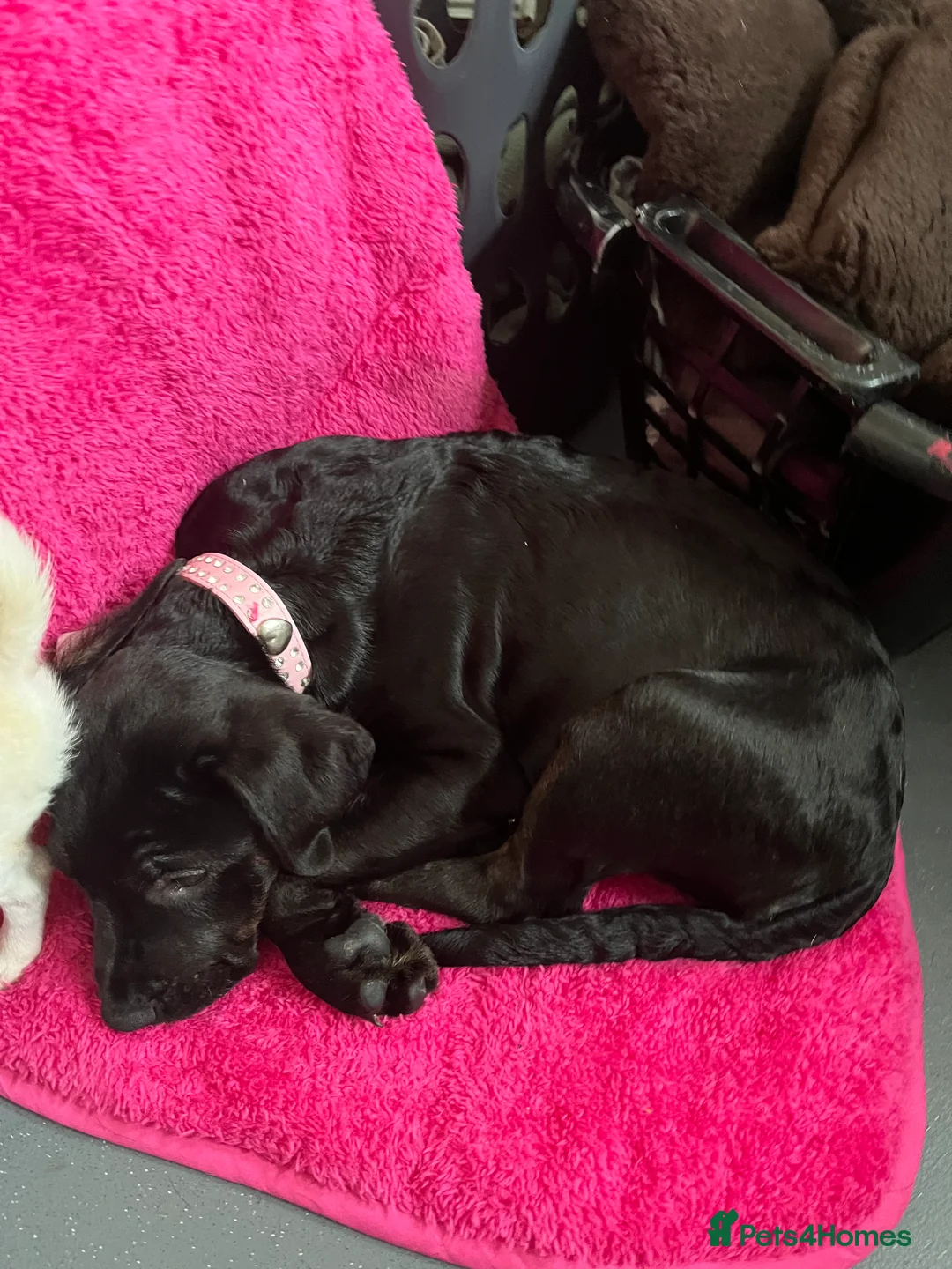 Mixed Breed dogs for sale: Bullmastiff cross puppies  - Advert 7