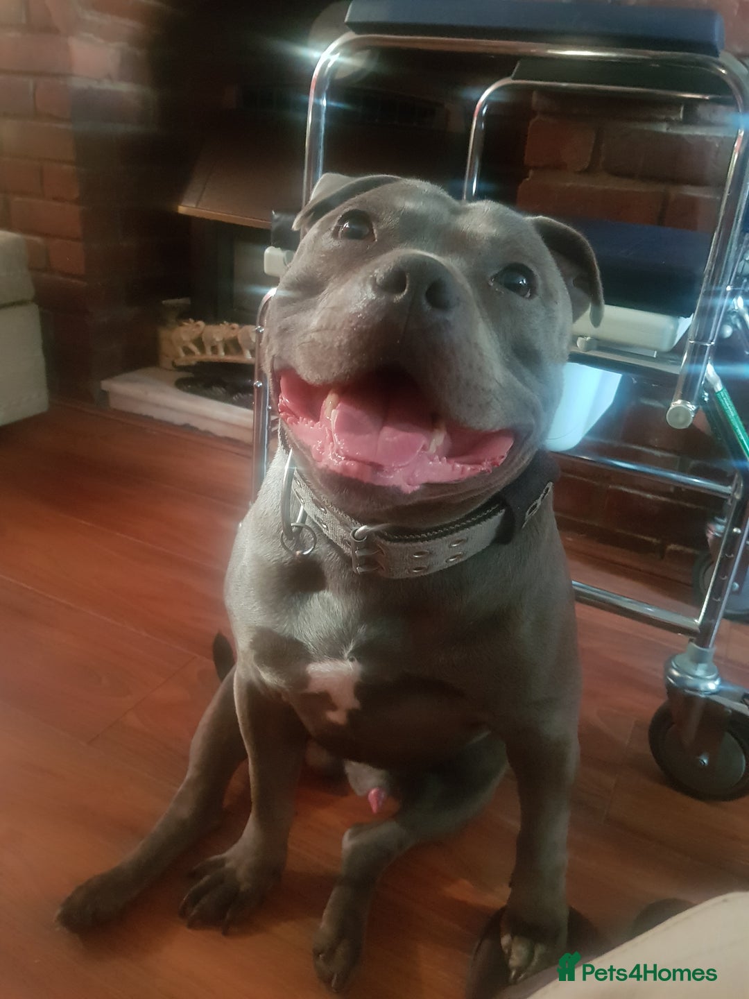 Staffordshire Bull Terrier dogs for stud: Meho stud dog - Advert 8