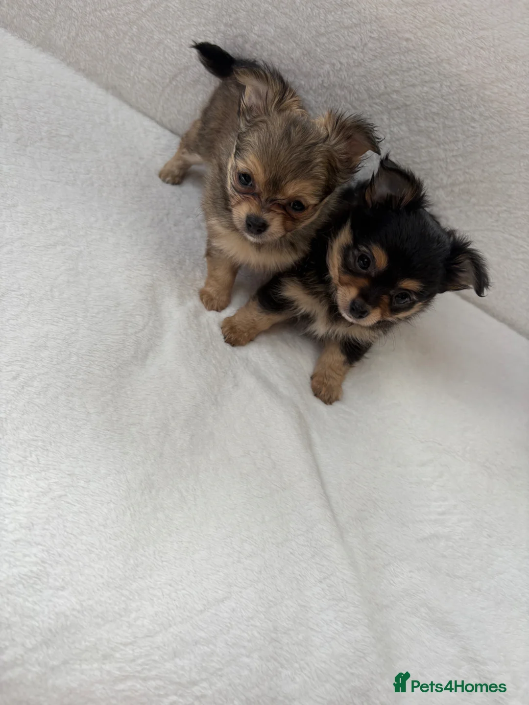 Pomchi dogs for sale: Pomchi puppies in Cirencester - Advert 6
