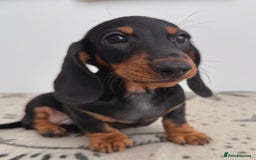 Miniature Dachshund dogs for sale: Ready for forever sofas! 3 Stunning KC reg puppies - Image 5