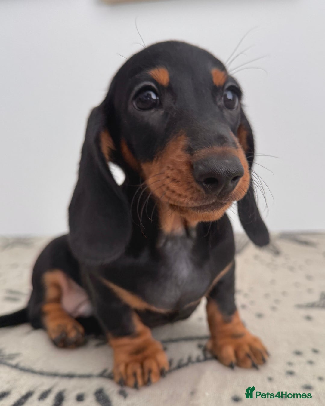 Miniature Dachshund dogs for sale: Ready for forever sofas! 3 Stunning KC reg puppies - Image 5