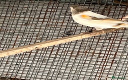 Canaries birds for sale: Canaries for sale - Image 2