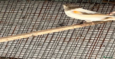 Canaries birds - Advert 3