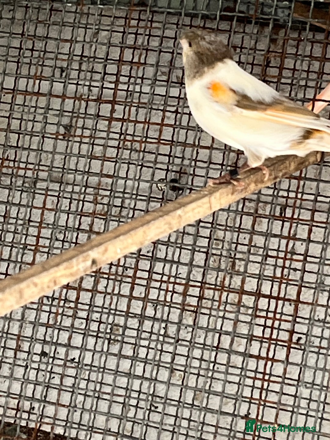 Canaries birds for sale: Canaries for sale - Image 2