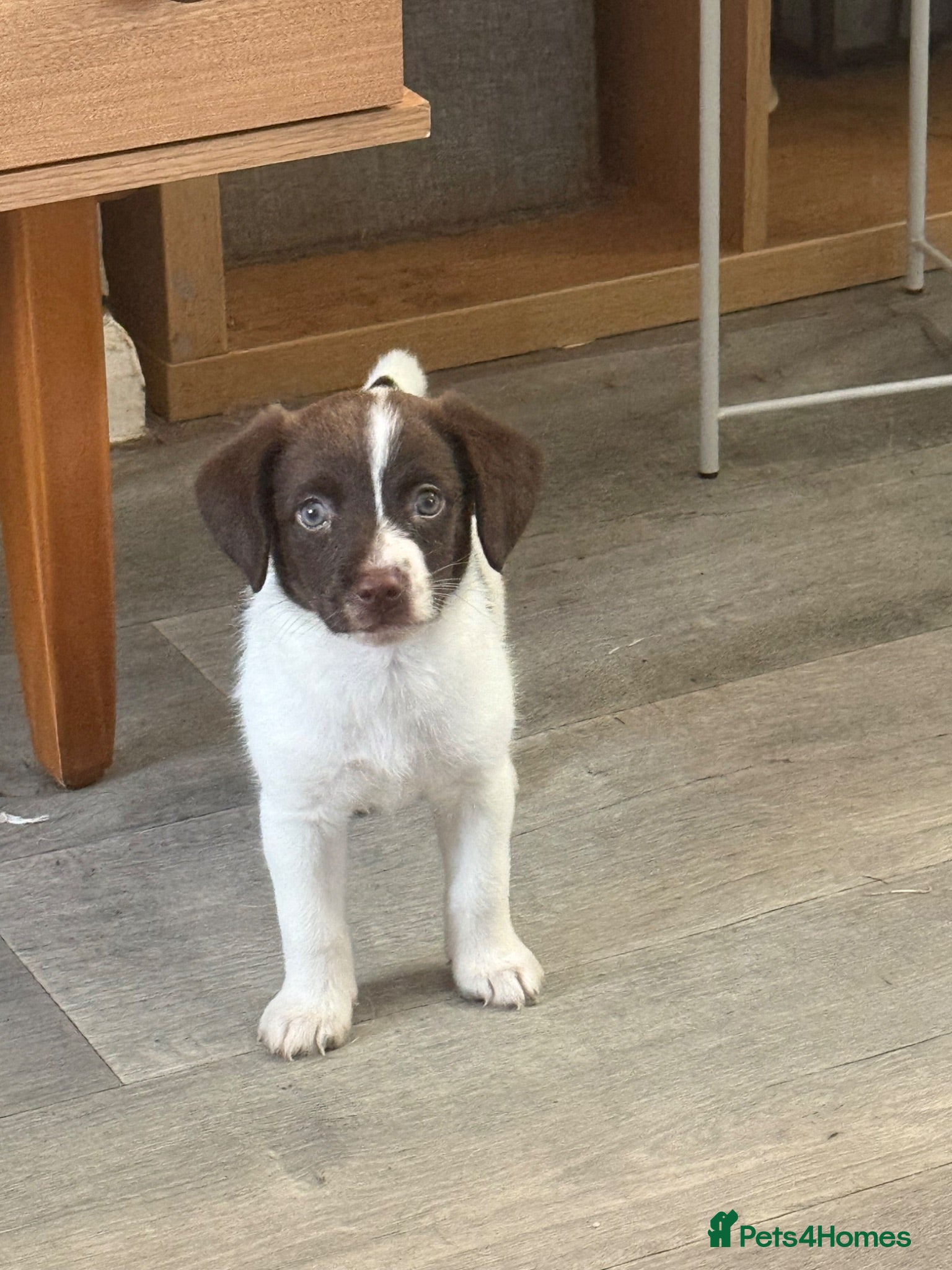 Mixed Breed dogs Cockapoo x fox terrier puppy - Advert 4