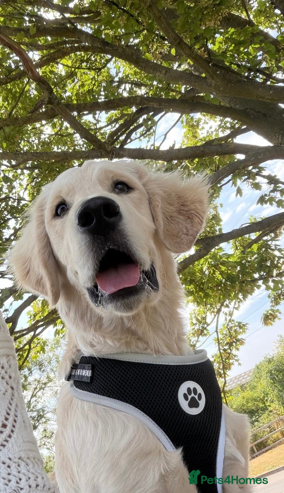 Golden Retriever dogs Mr Neo - Advert 1