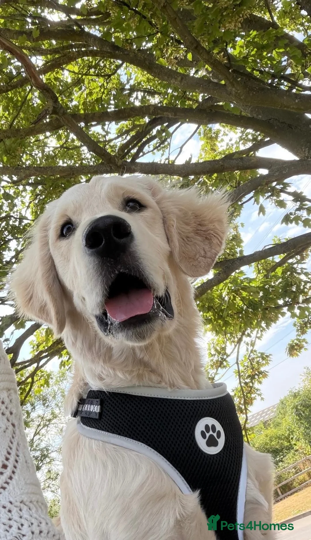 Golden Retriever dogs for sale: Mr Neo in London - Advert 1