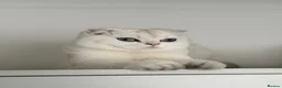 Scottish Fold cats for sale: Scottish fold/straight kittens - Advert 12