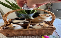 Persian cats for sale: Half Persian 3 Boys and 1 Girl  - Image 10