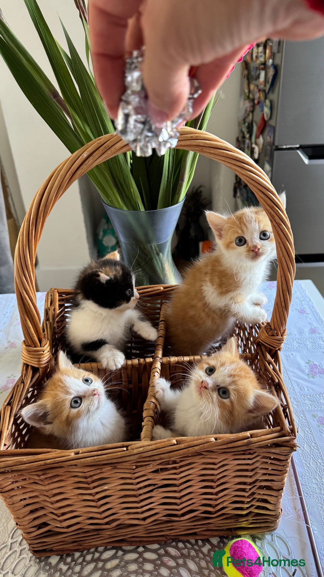 Persian cats for sale: Half Persian 3 Boys and 1 Girl  - Image 10