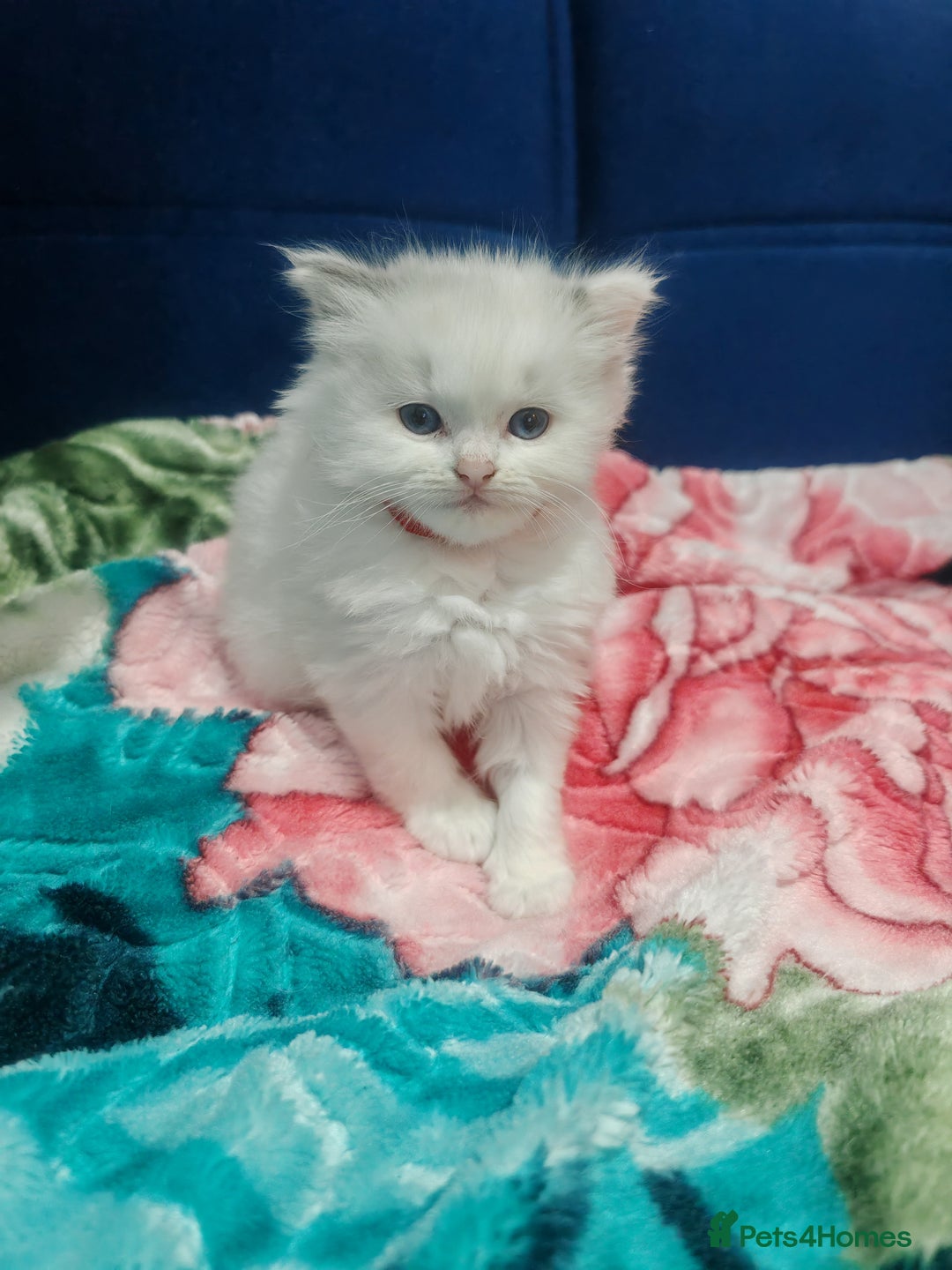 Ragdoll cats for sale: Beauty fluffy ragdoll kittens  - Advert 9