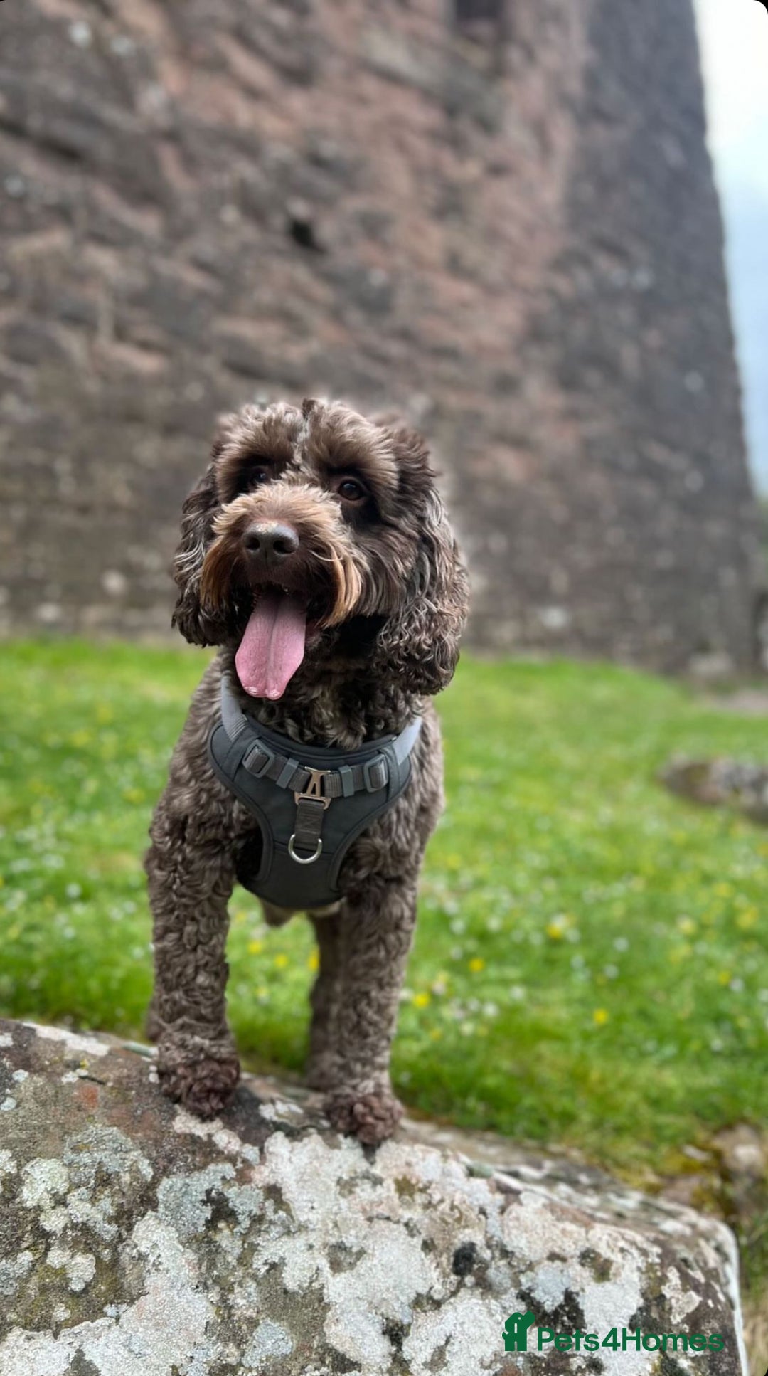 Cockapoo dogs for sale: Much Loved Cockapoo Barney - Advert 2