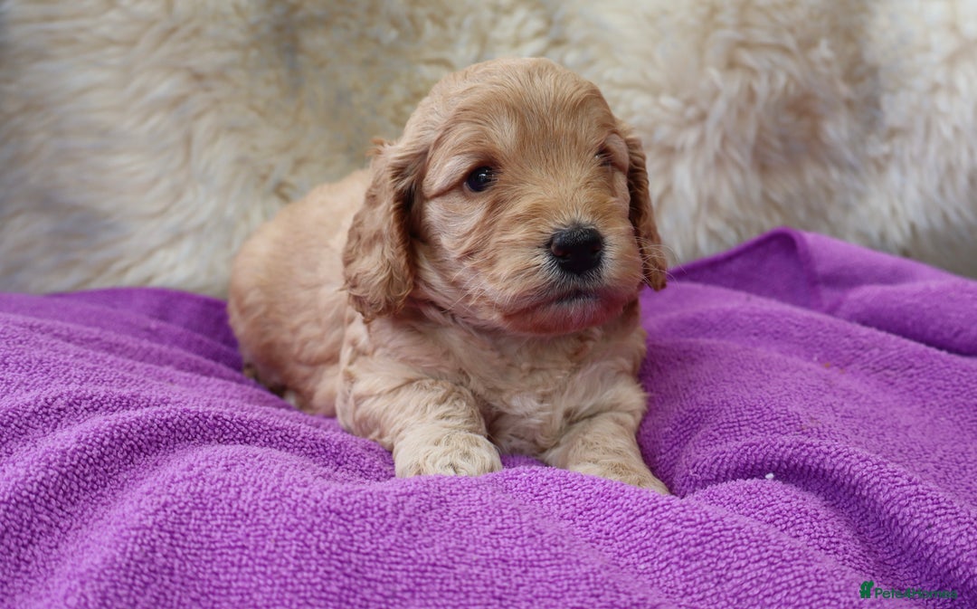 Cockapoo dogs for sale: 5*LICENSED BREEDER WATCH LIVE HEALTH TESTED PARENT - Image 11