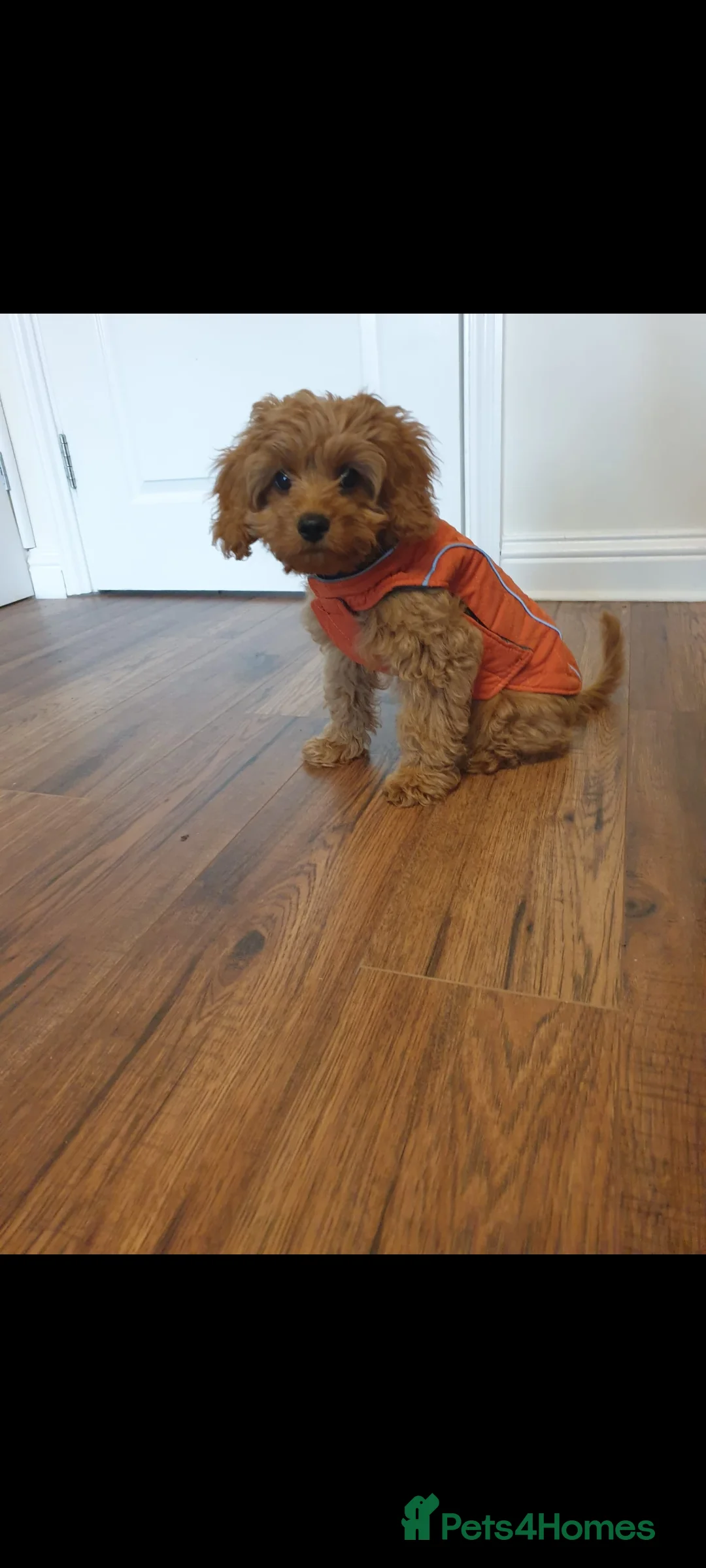 Cavapoo dogs for stud: Experienced, proven and health tested cavapoo stud in London - Advert 24