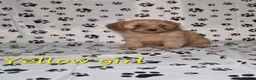 Cavapoo dogs for sale: Dna Health Tested F1 Cavapoo puppies - Advert 18