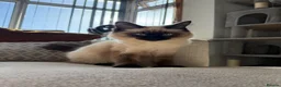 Ragdoll cats for sale: Beautiful female ragdoll  - Advert 1