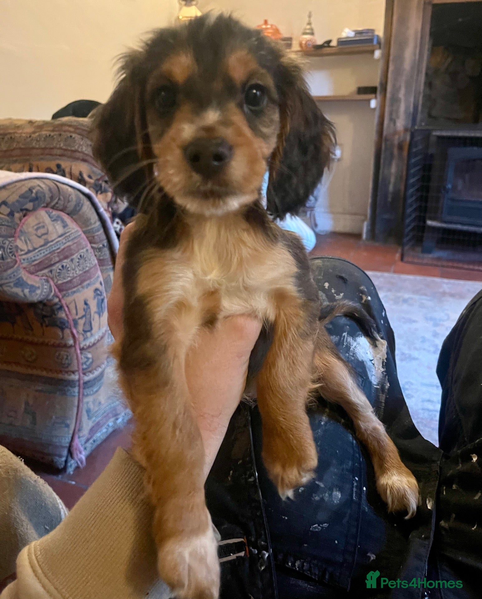 Cocker Spaniel dogs Cocker spaniel puppies - Advert 1