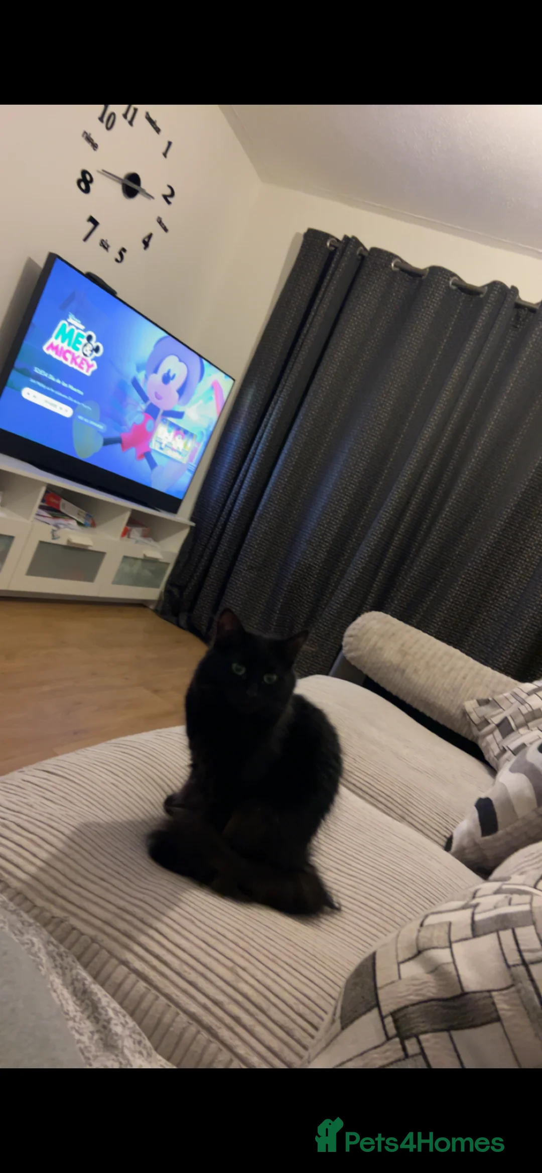 Mixed Breed cats for sale: Beautiful black fluffy cat  - Advert 6