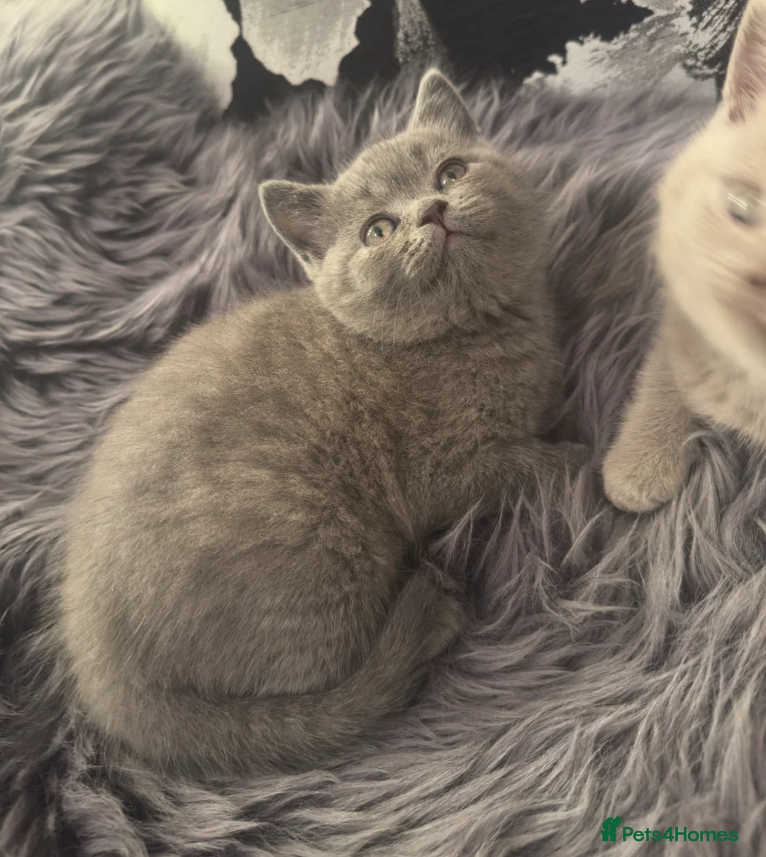 British Shorthair cats for sale: 3 adorable British Shorthair kittens😻 - Advert 1