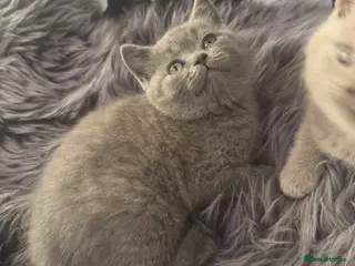 British Shorthair cats 3 adorable British Shorthair kittens😻 - Advert 2