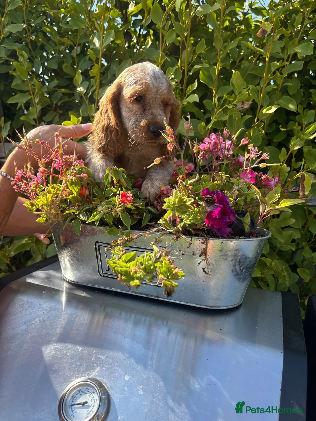 Cocker Spaniel dogs for sale: Only 2 left - Advert 31
