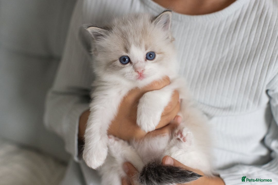 Ragdoll cats for sale: Best Ragdoll Bicolour and Lynx kittens in UK - Image 31