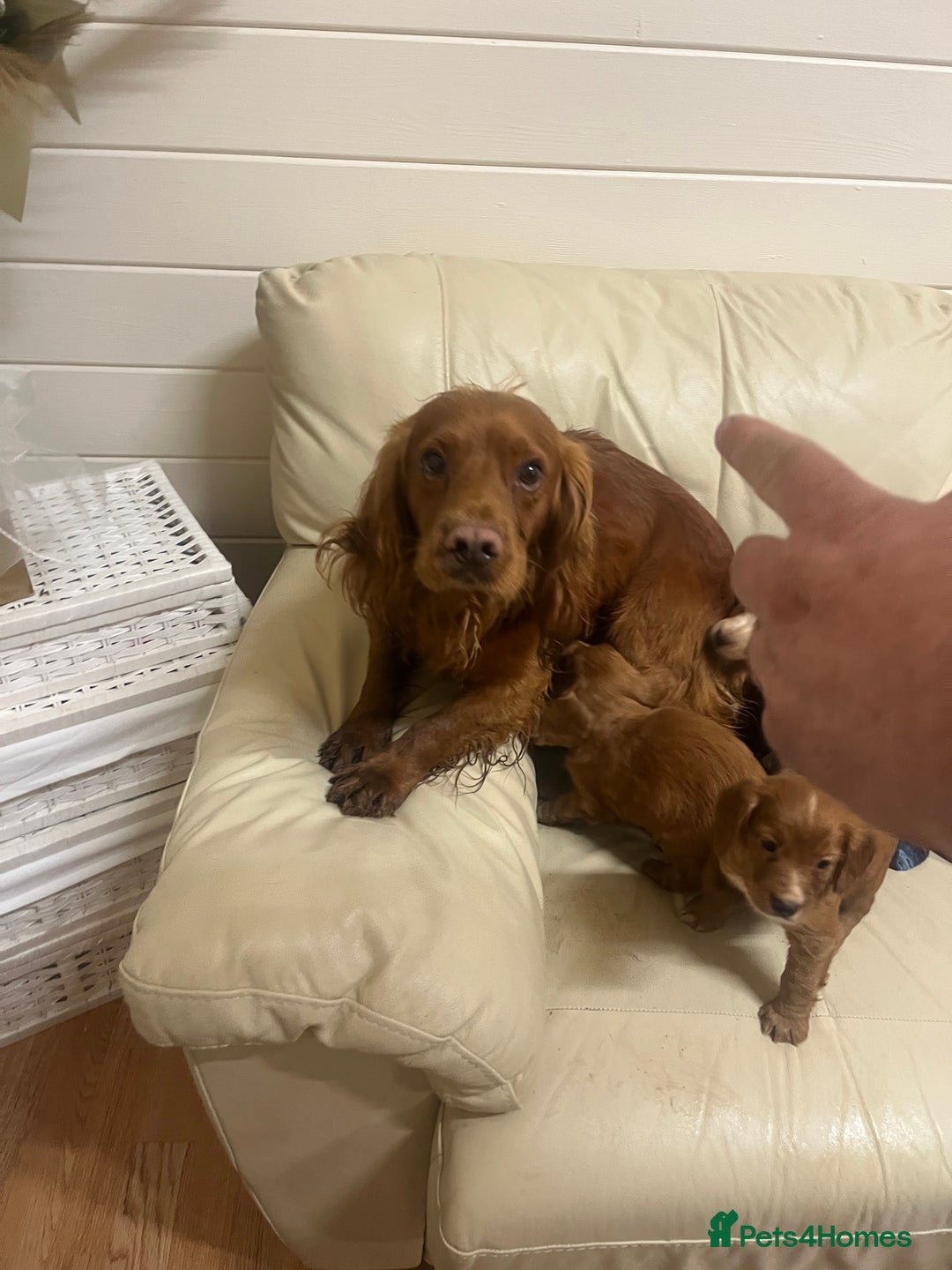 Cocker Spaniel dogs for sale: Stunning Cocker Spaniel Puppies - Advert 3