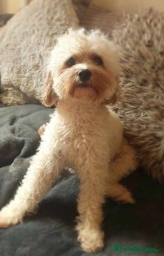 Cavapoo dogs Beautiful Cavapoo Puppies Available - Advert 1