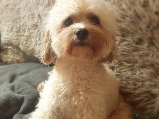Cavapoo dogs Beautiful Cavapoo Puppies Available - Advert 1