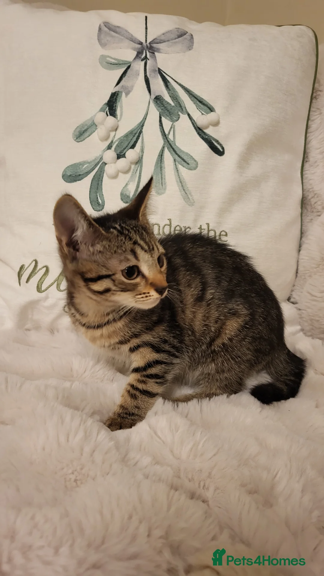 Mixed Breed cats for sale: Kittens READY NOW - Advert 7