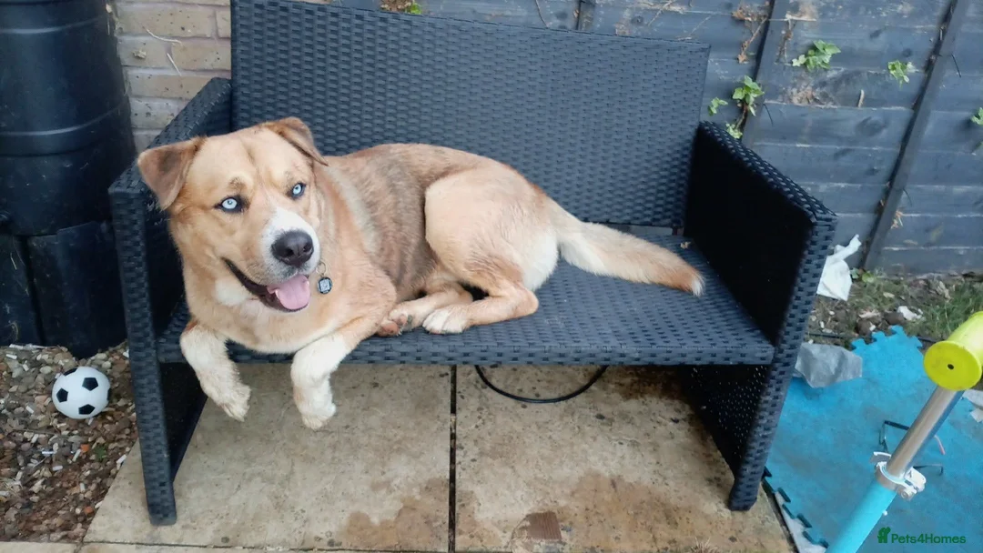 Mixed Breed dogs for sale: Husky Cross Looking for His Forever Home - Advert 9