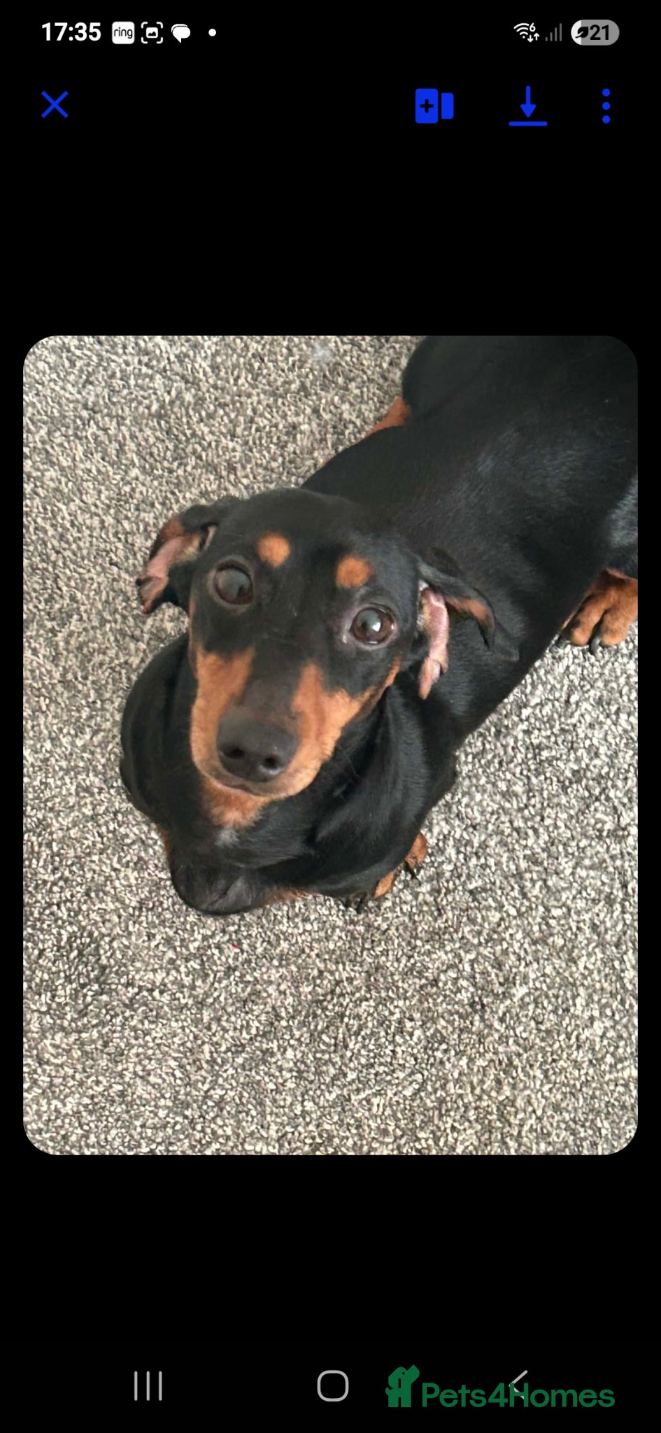 Miniature Dachshund dogs BLUE/TAN Miniature Dachshund boy for sale - Advert 15