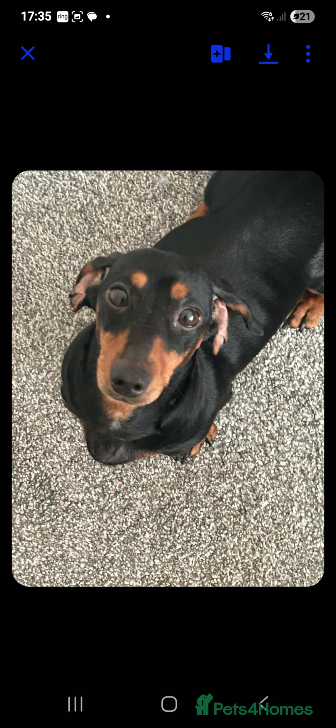 Miniature Dachshund dogs for sale: BLUE/TAN Miniature Dachshund boy for sale - Advert 1