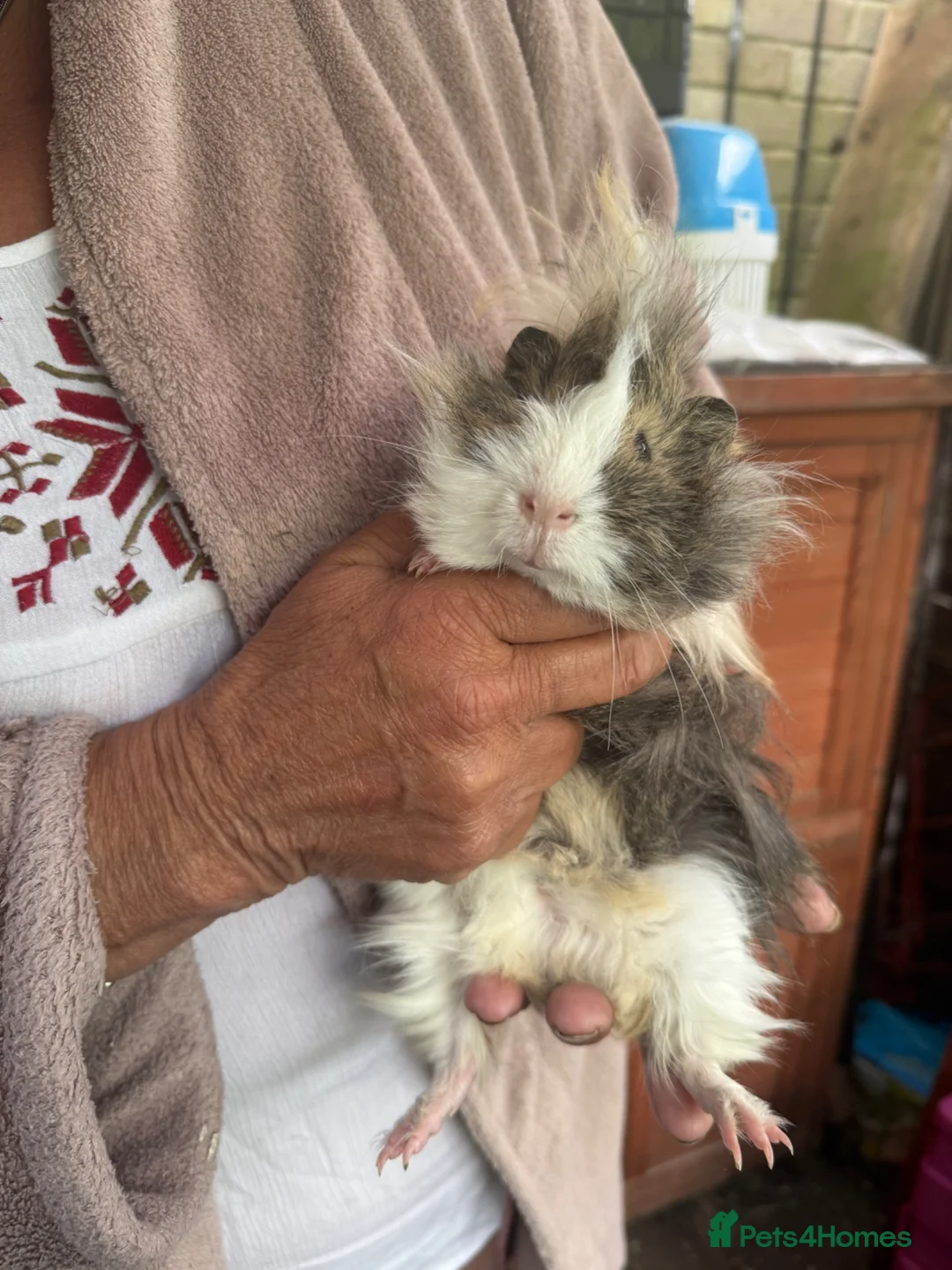 Guinea Pig rodents for sale: Baby Guinea pig  - Advert 2