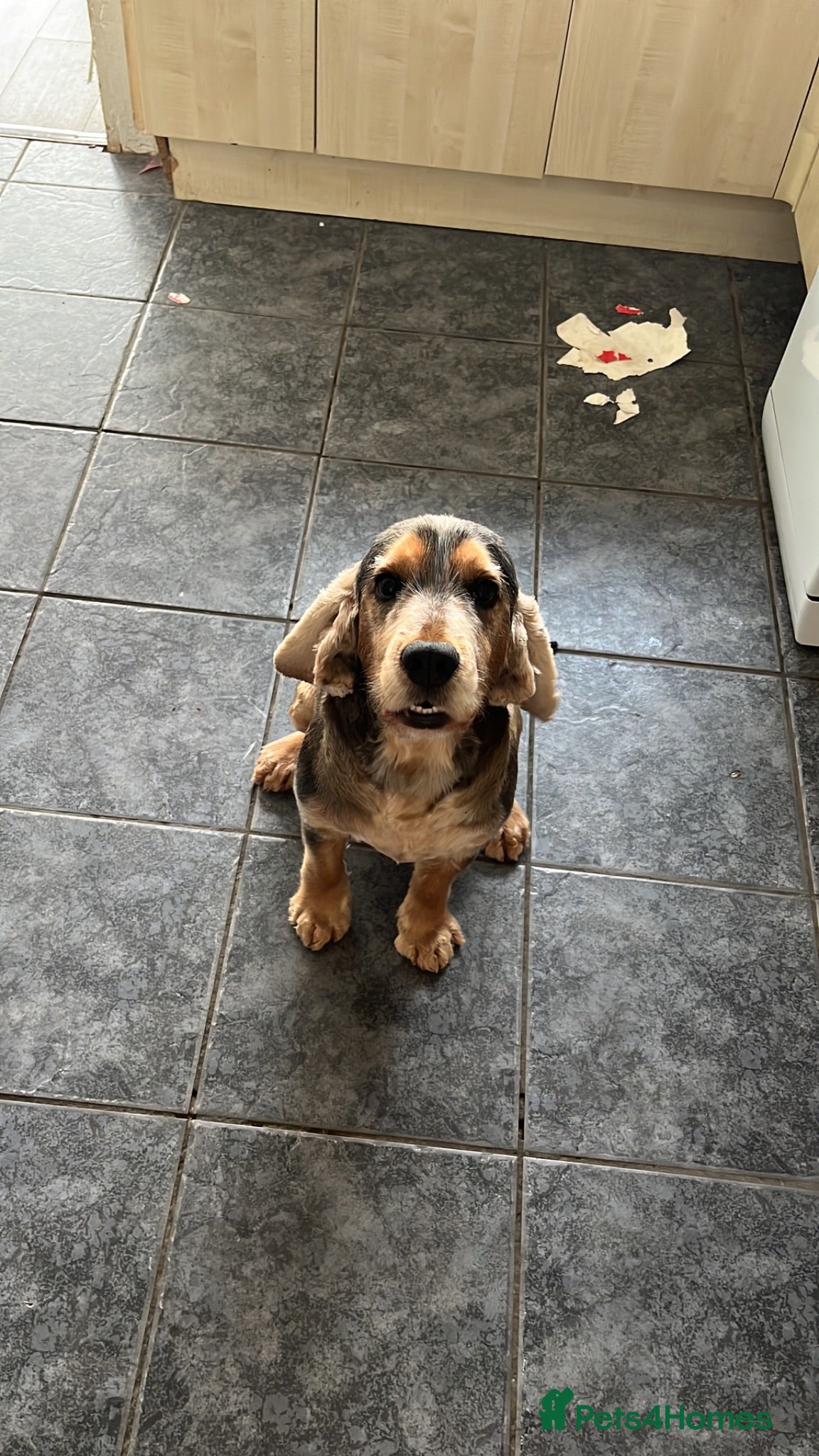 Cocker Spaniel dogs Cocker Spaniel  - Advert 1