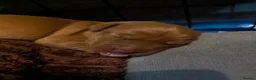 Labrador Retriever dogs for sale: Beautiful Fox Red Labrador Retriever Puppies - Advert 7
