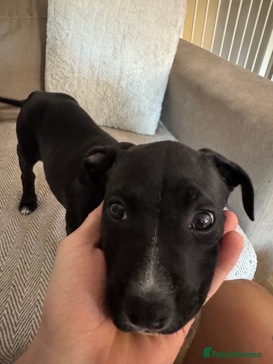 Staffordshire Bull Terrier dogs for sale: Lovely staffy called kobe - Advert 2