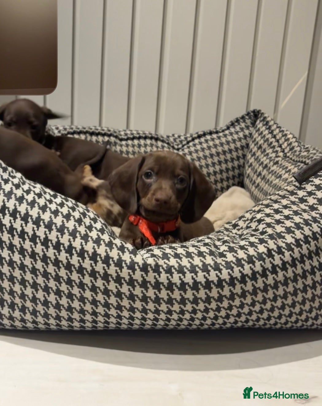 Dachshund dogs 3 left***Choc/Tan/Dapple Sausage Babies  - Advert 11