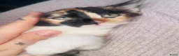 Mixed Breed cats for sale: Beautiful 8 week old kittens (READY NOW) - Advert 5