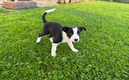 Border Collie dogs for sale: 2 Border Collie Pups for Sale (both bitches)  - Image 5
