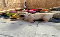 Golden Retriever dogs for sale: Golden retriever puppies  - Image 32