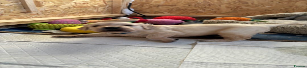 Golden Retriever Puppy 4