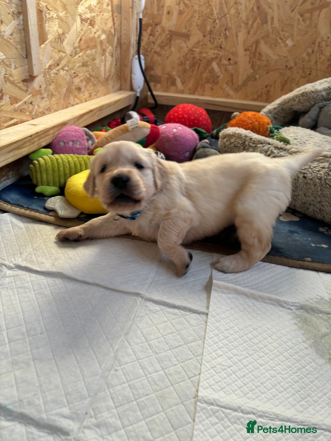 Golden Retriever dogs for sale: Golden retriever puppies  - Image 32