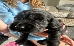 Cocker Spaniel dogs for sale: Beautiful Cocker Spaniel Puppies - Image 6