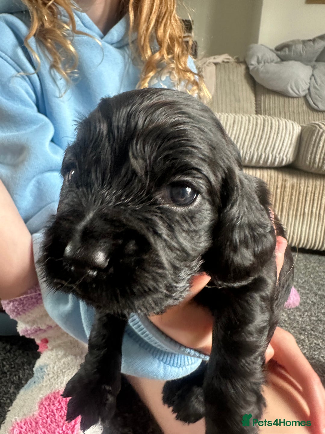 Cocker Spaniel dogs for sale: Beautiful Cocker Spaniel Puppies - Image 6