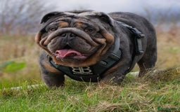 English Bulldog dogs for sale: KC Registered English Bulldogs - Image 4