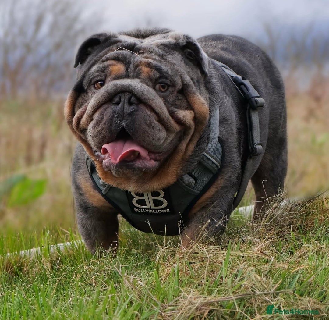 English Bulldog dogs for sale: KC Registered English Bulldogs - Image 4