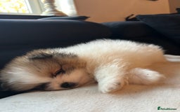 Pomeranian dogs for sale: Unique patterned Pomeranians 🩵🩷 - Image 10