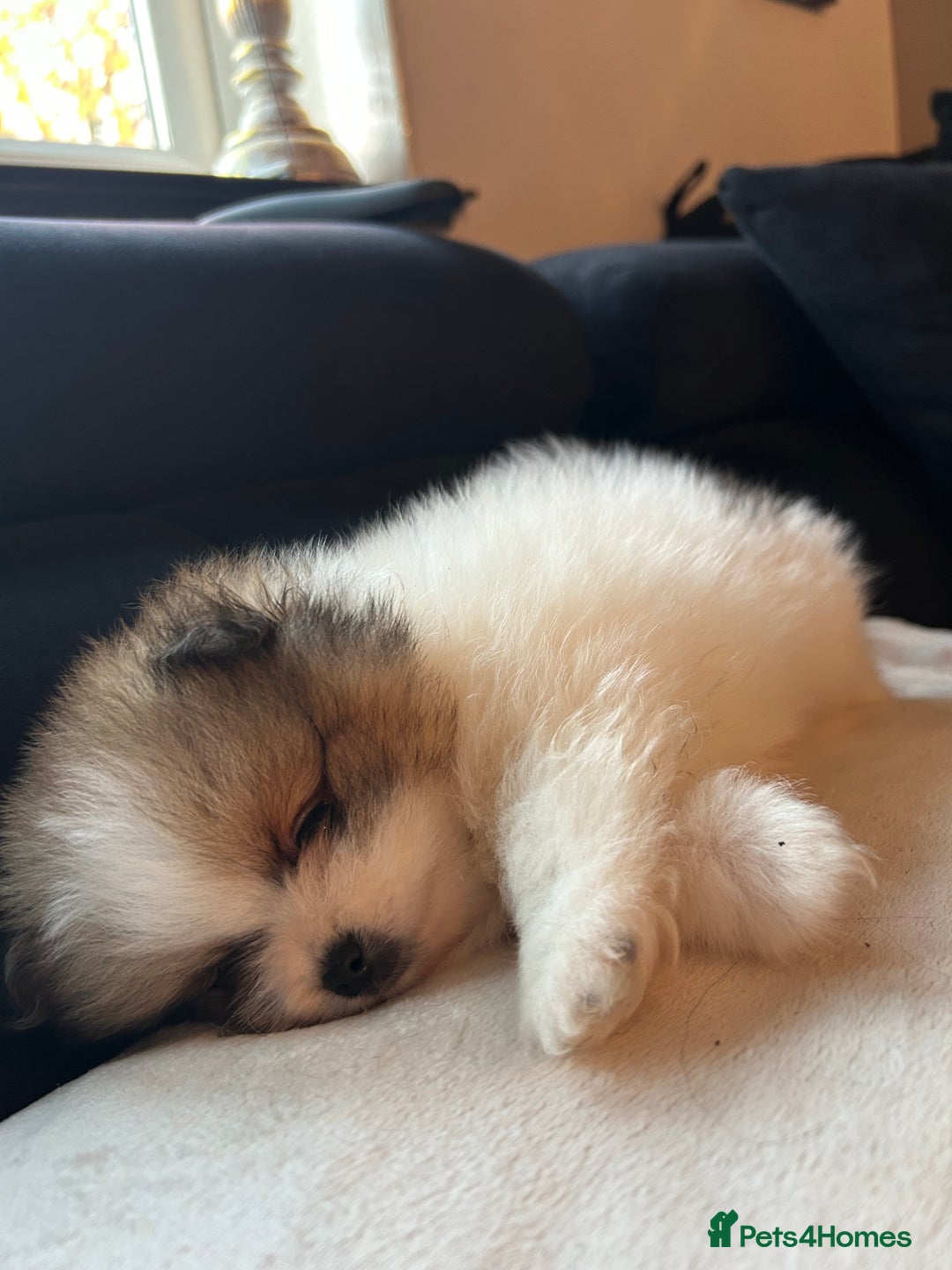 Pomeranian dogs for sale: Unique patterned Pomeranians 🩵🩷 - Image 10