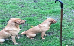 Labrador Retriever dogs for sale: Champion Bloodlines KC Labrador Retriever Puppies - Image 13